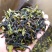 八仙茶叶惠来土山茶潮汕高山茶诏安八仙茶高山土山茶1斤