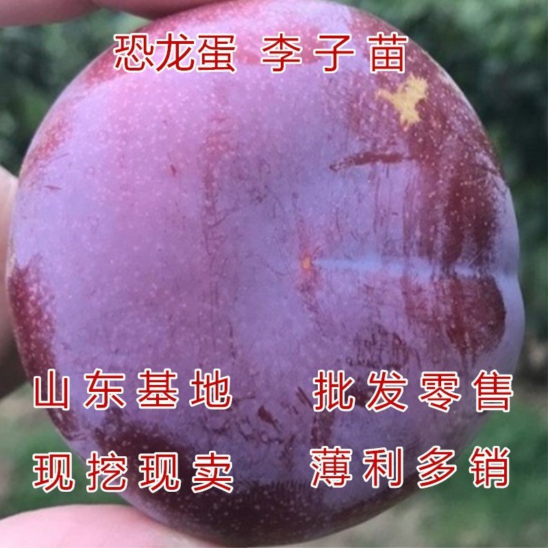 四川脱骨李子嫁接李子苗红布李子苗脆甜李子苗南北方种植果树