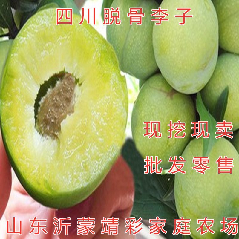四川脱骨李子嫁接李子苗红布李子苗脆甜李子苗南北方种植果树
