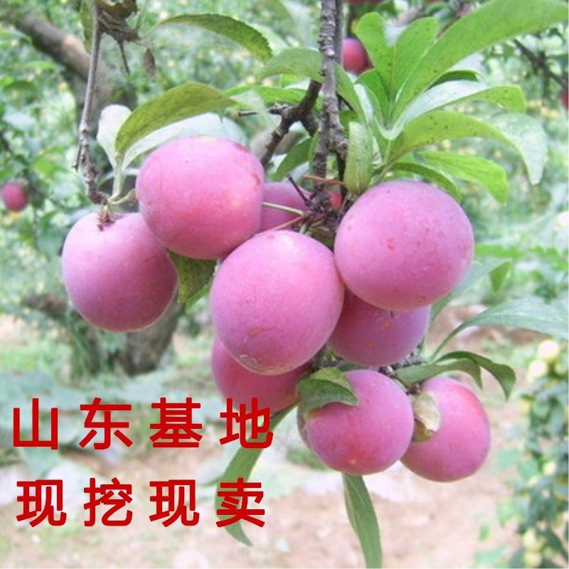 四川脱骨李子嫁接李子苗红布李子苗脆甜李子苗南北方种植果树