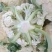 松花菜，四川【有机散花菜】青梗白面，小颗粒，一手货源