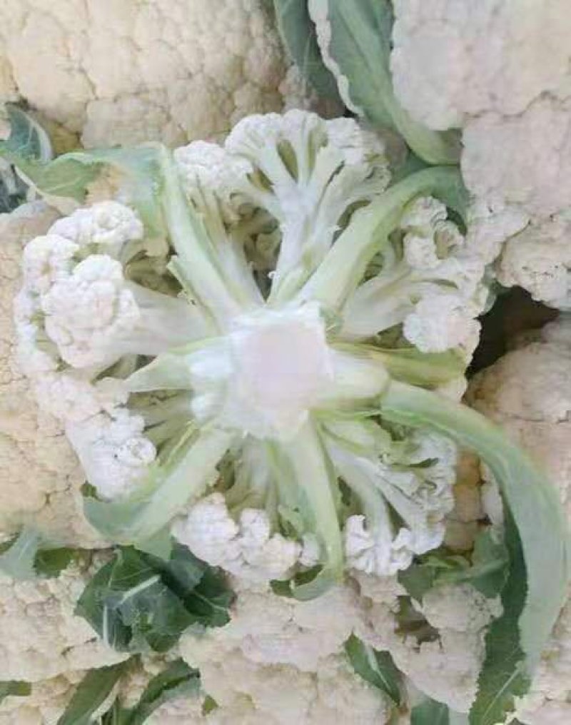 松花菜，四川【有机散花菜】青梗白面，小颗粒，一手货源