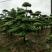 罗汉松造型10--25公分