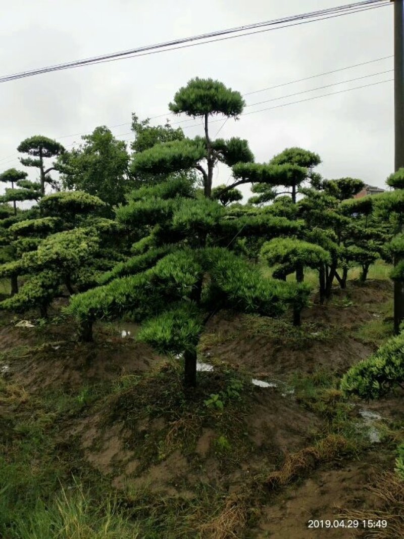 罗汉松造型10--25公分