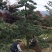 罗汉松造型10--25公分
