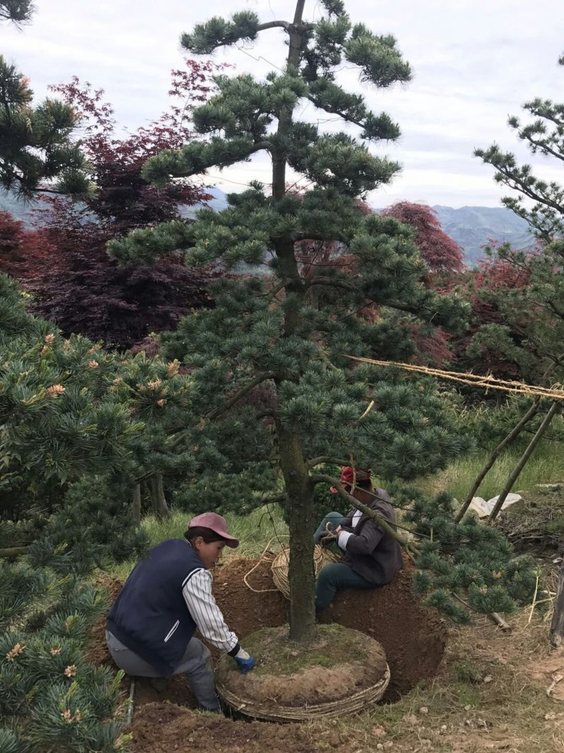 罗汉松造型10--25公分