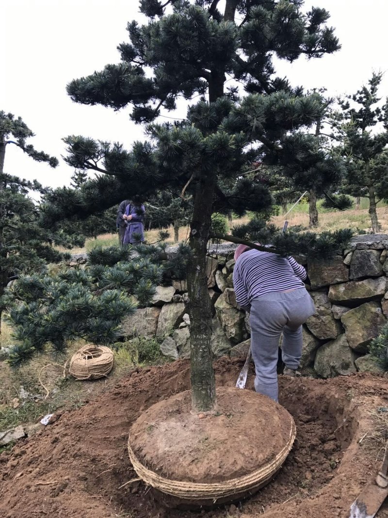 罗汉松造型10--25公分