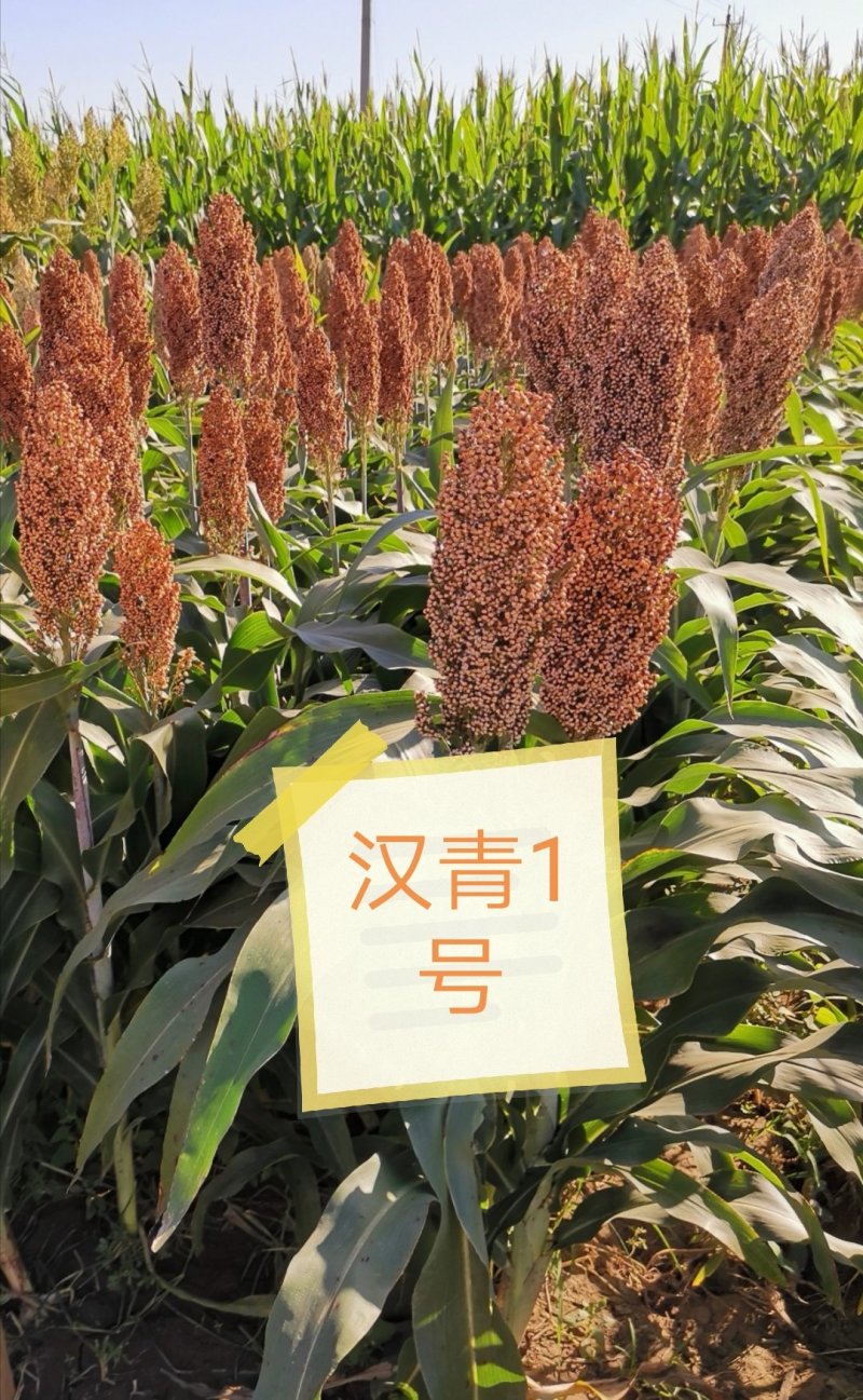 河北汉青种业厂家直销汉青1号杂交高粱种子