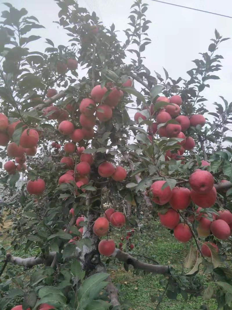 苹果苗甘红苹果苗防伪标签签订合同保证纯度和成活率