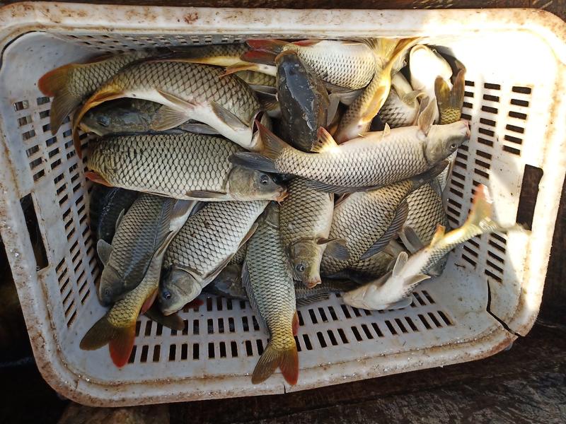 【精】优质水库鲤鱼供应钓场菜市场等质优价廉欢迎采购