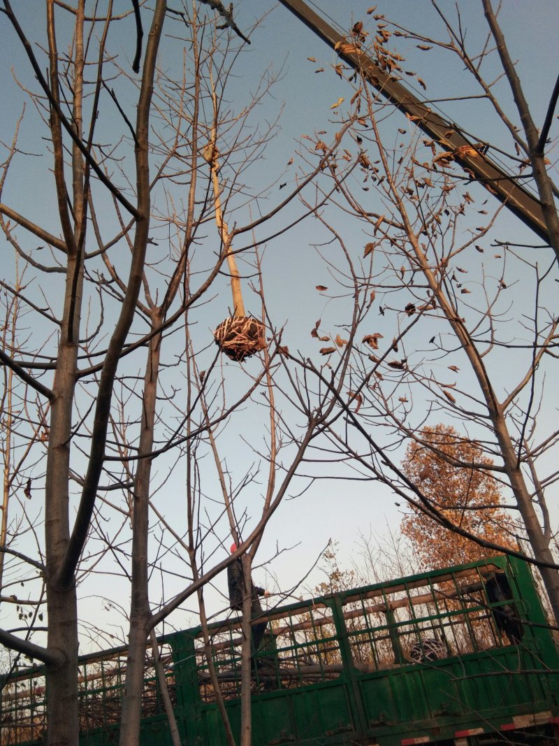 【香玲核桃苗】核桃苗育苗基地薄皮核桃苗基地核桃苗技术指导
