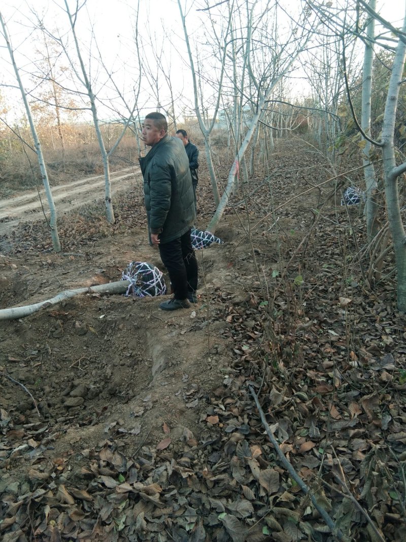 【嫁接核桃苗】核桃苗育苗基地薄皮核桃苗便宜卖苗