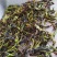 鸭屎香抽湿生茶潮州凤凰单枞茶乌叶单丛茶鸭屎香青茶1斤绿叶