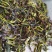 鸭屎香抽湿生茶潮州凤凰单枞茶乌叶单丛茶鸭屎香青茶1斤绿叶