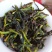 鸭屎香抽湿生茶潮州凤凰单枞茶乌叶单丛茶鸭屎香青茶1斤绿叶