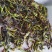 鸭屎香抽湿生茶潮州凤凰单枞茶乌叶单丛茶鸭屎香青茶1斤绿叶