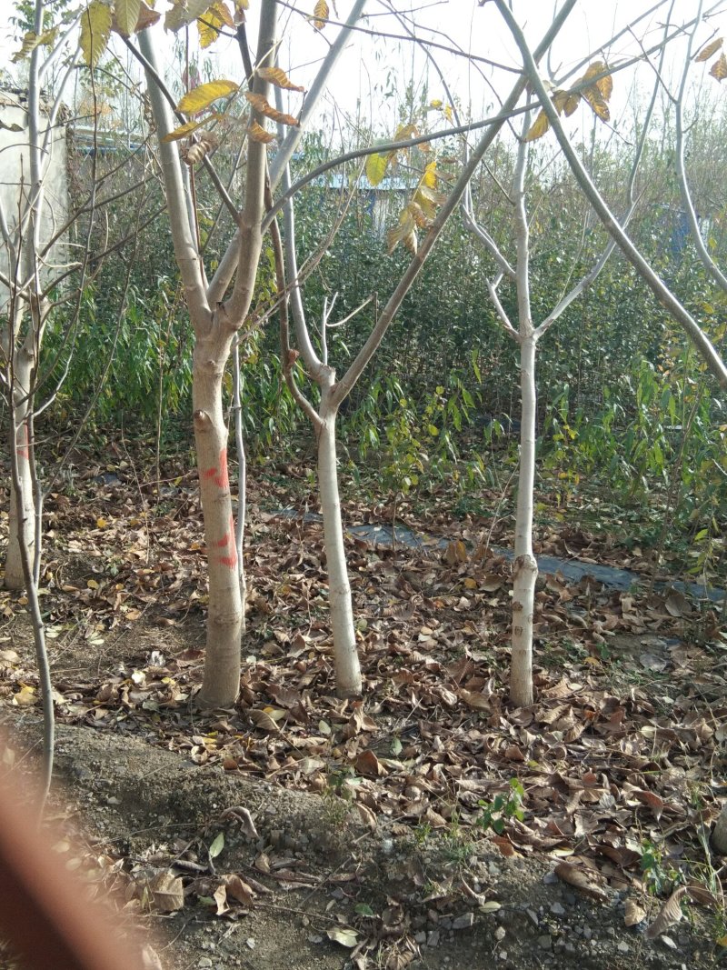 【薄皮核桃苗】山东薄皮核桃苗育苗基地嫁接核桃苗鲁光品种