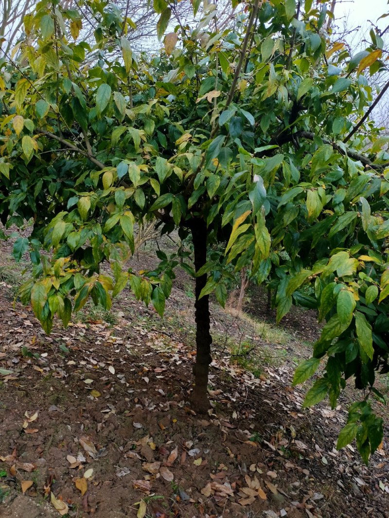 带龟腊梅6-18公分单杆腊梅