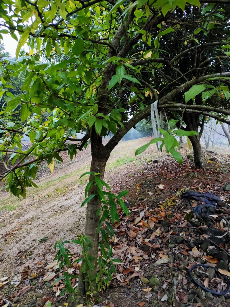 带龟腊梅6-18公分单杆腊梅