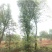 基地直销30至40骨架移植榆树