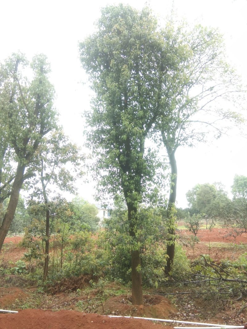 基地直销30至40骨架移植榆树