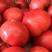 高产西红柿苗，抗病强产量高，早熟，口感好，