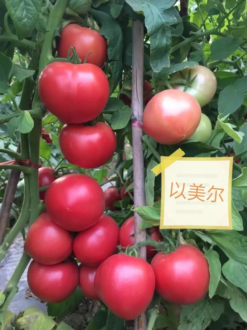 高产西红柿苗，抗病强产量高，早熟，口感好，