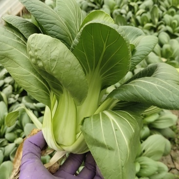 青菜