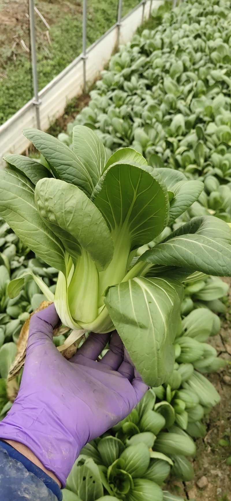 青菜
