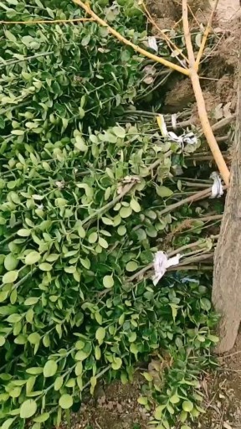 爬山虎五叶地锦规格50--120高，一手货源