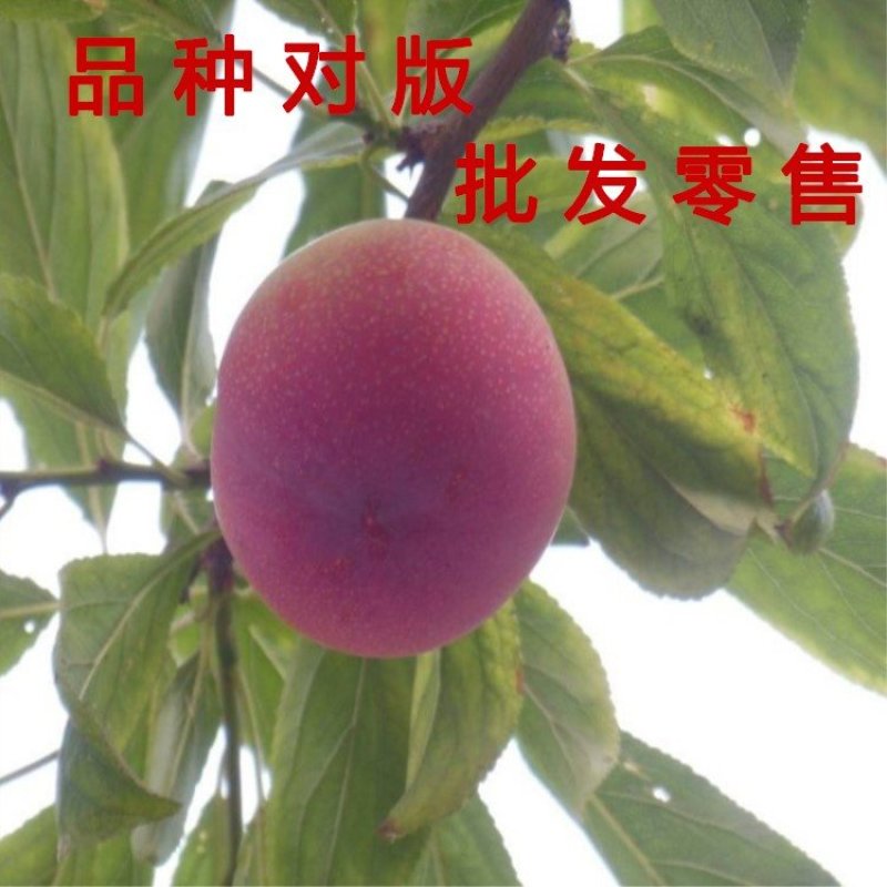 黑布李李子苗嫁接李子树包品种包成活南北方种植李子树苗