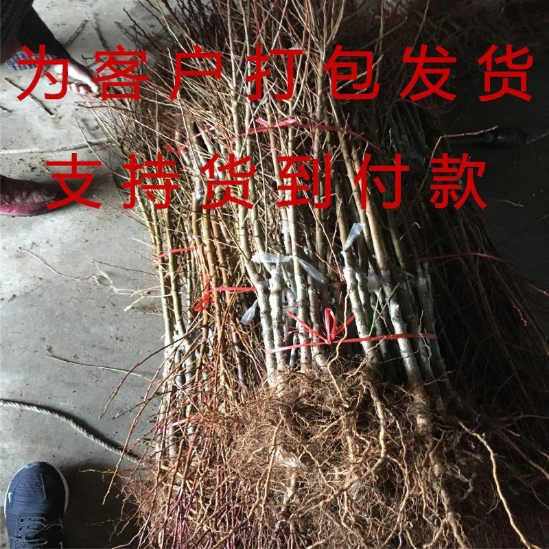 黑布李李子苗嫁接李子树包品种包成活南北方种植李子树苗