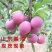 黑布李李子苗嫁接李子树包品种包成活南北方种植李子树苗