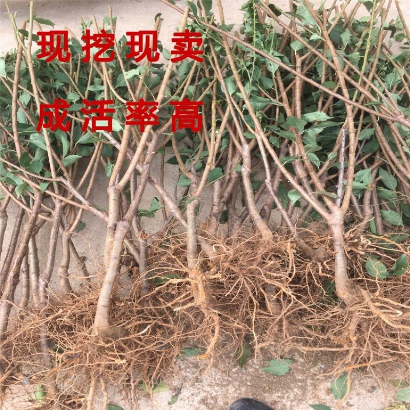 黑布李李子苗嫁接李子树包品种包成活南北方种植李子树苗
