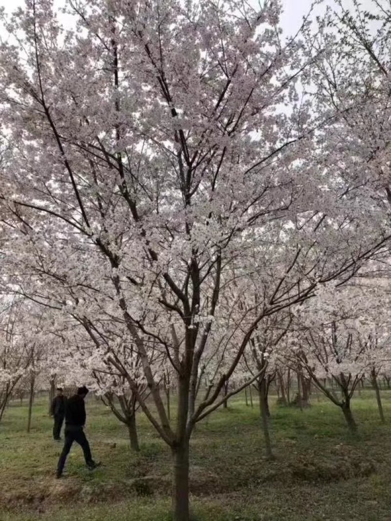 日本樱花早樱染井吉野樱8-28公分