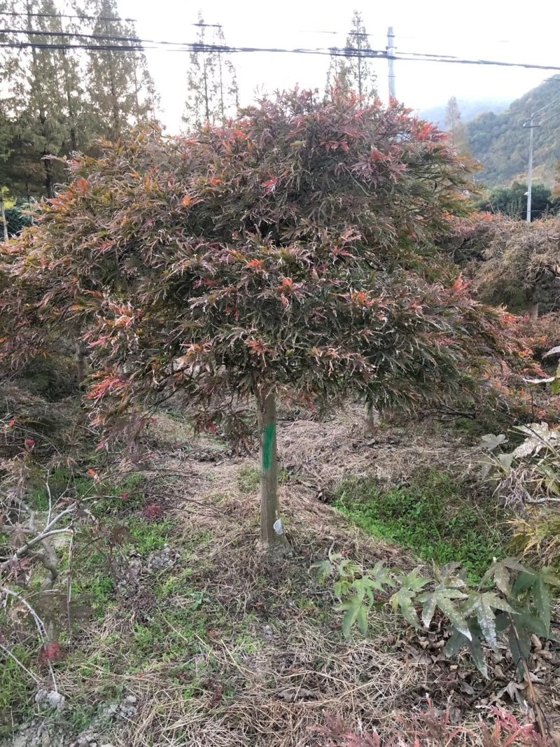 羽毛枫红羽毛枫6-18公分