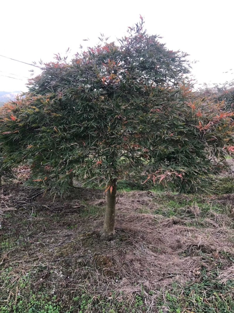 羽毛枫红羽毛枫6-18公分