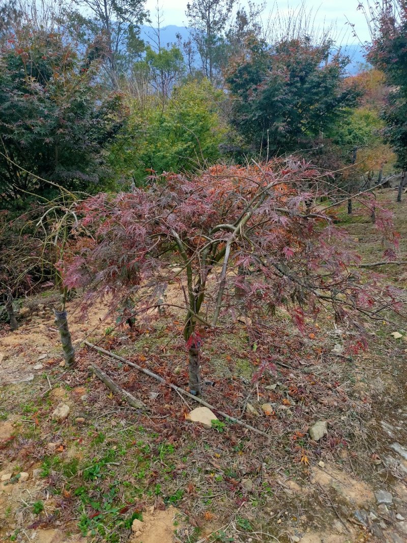 羽毛枫红羽毛枫6-18公分