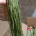 安徽贡菜云南贡菜苔菜一件10斤
