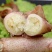 籽乌全籽籽乌笔管鱼新鲜熟冻美味佳肴全籽籽乌