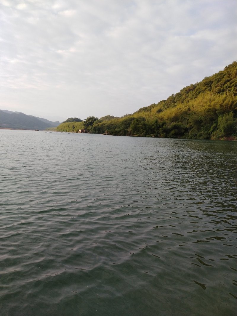 一件代发深山土蜂蜜冬蜜包邮（平台代卖勿扰）
