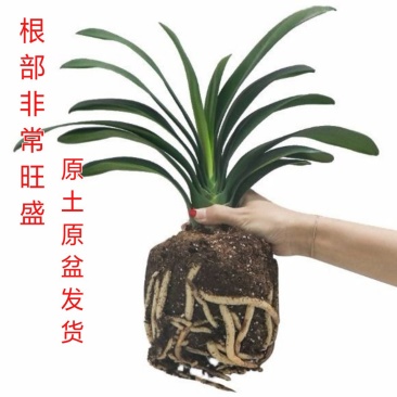 (原盆土发货)君子兰盆栽花苗室内室外花卉四季开花高档