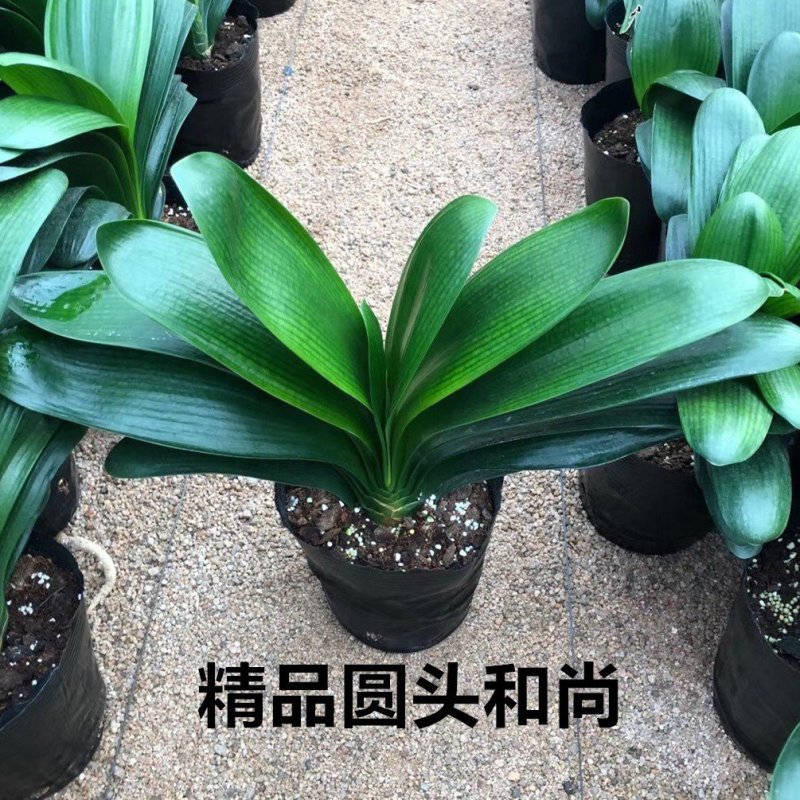 (原盆土发货)君子兰盆栽花苗室内室外花卉四季开花高档