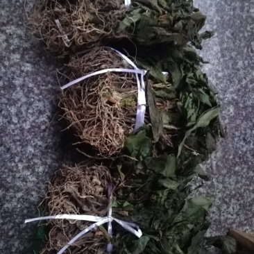 见血清干品（野生见血清）
