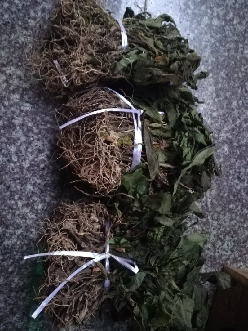 见血清干品（野生见血清）