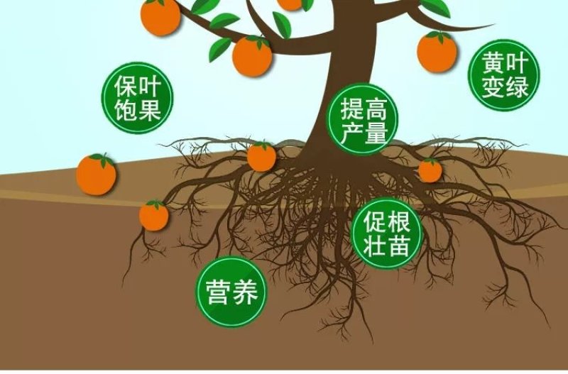 推荐细胞分裂素叶面肥膨大素花芽分化增产增收植物生长调节剂