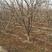 石榴树，1-20公分石榴树，石榴苗，泰山红石榴树