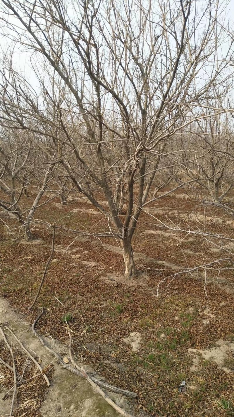 石榴树，1-20公分石榴树，石榴苗，泰山红石榴树