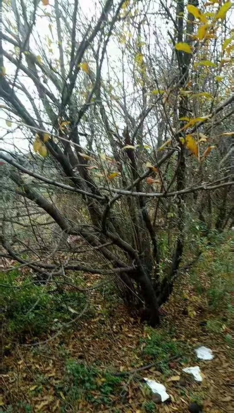 石榴树，1-20公分石榴树，石榴苗，泰山红石榴树