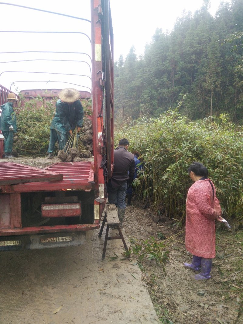 毛竹，楠竹，毛竹实生苗，福建毛竹苗，
